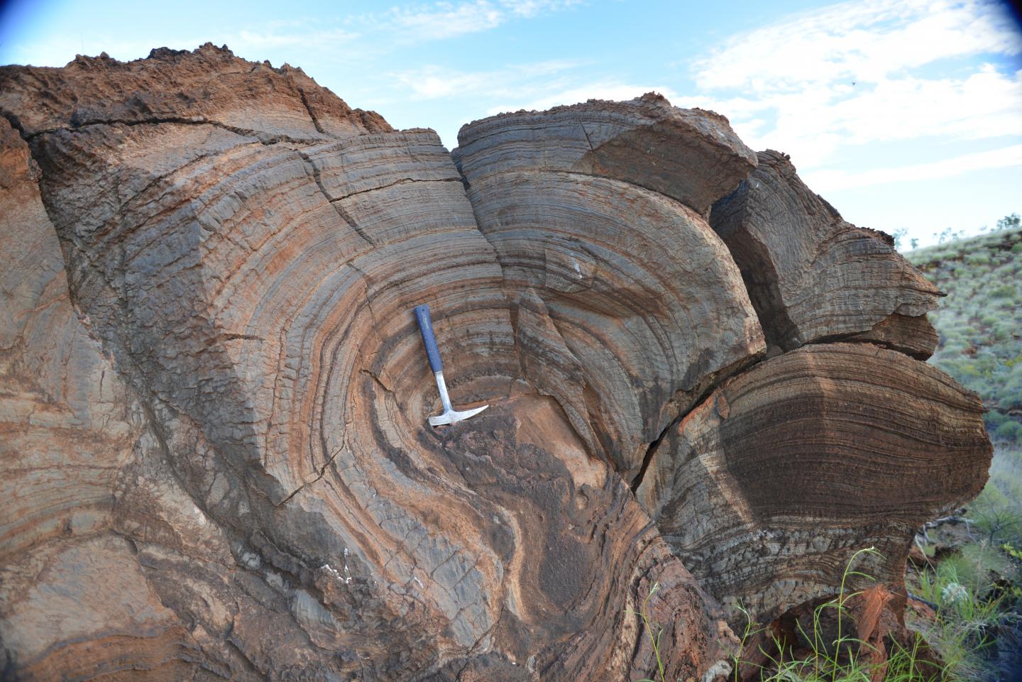 Western Australia Stromatolite