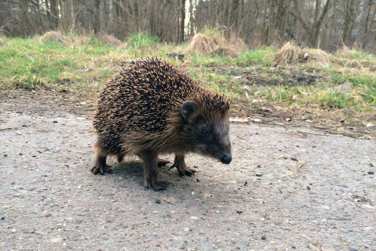 Hedgehog in Berlin