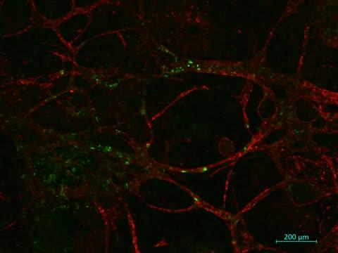 RAG1+ Green Immune Cells Crawl along Blood Vessels