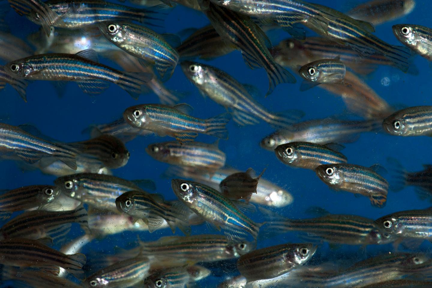 Zebrafish in the Zon Lab