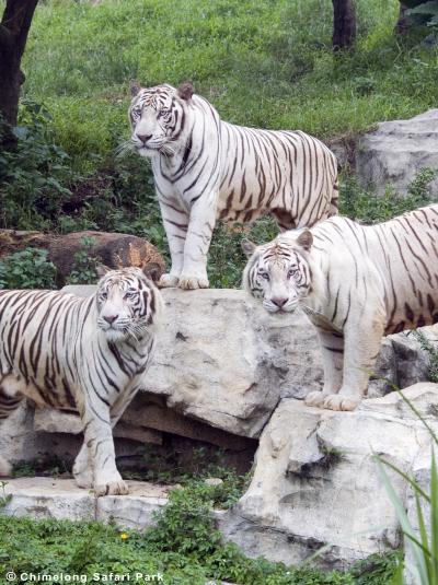 White Tigers at Chimelong Safari Park in China