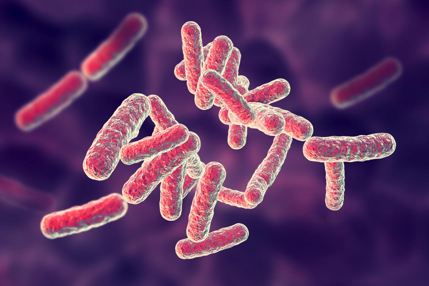 The Pathogenic Bacteria, Shigella (1 of 2)