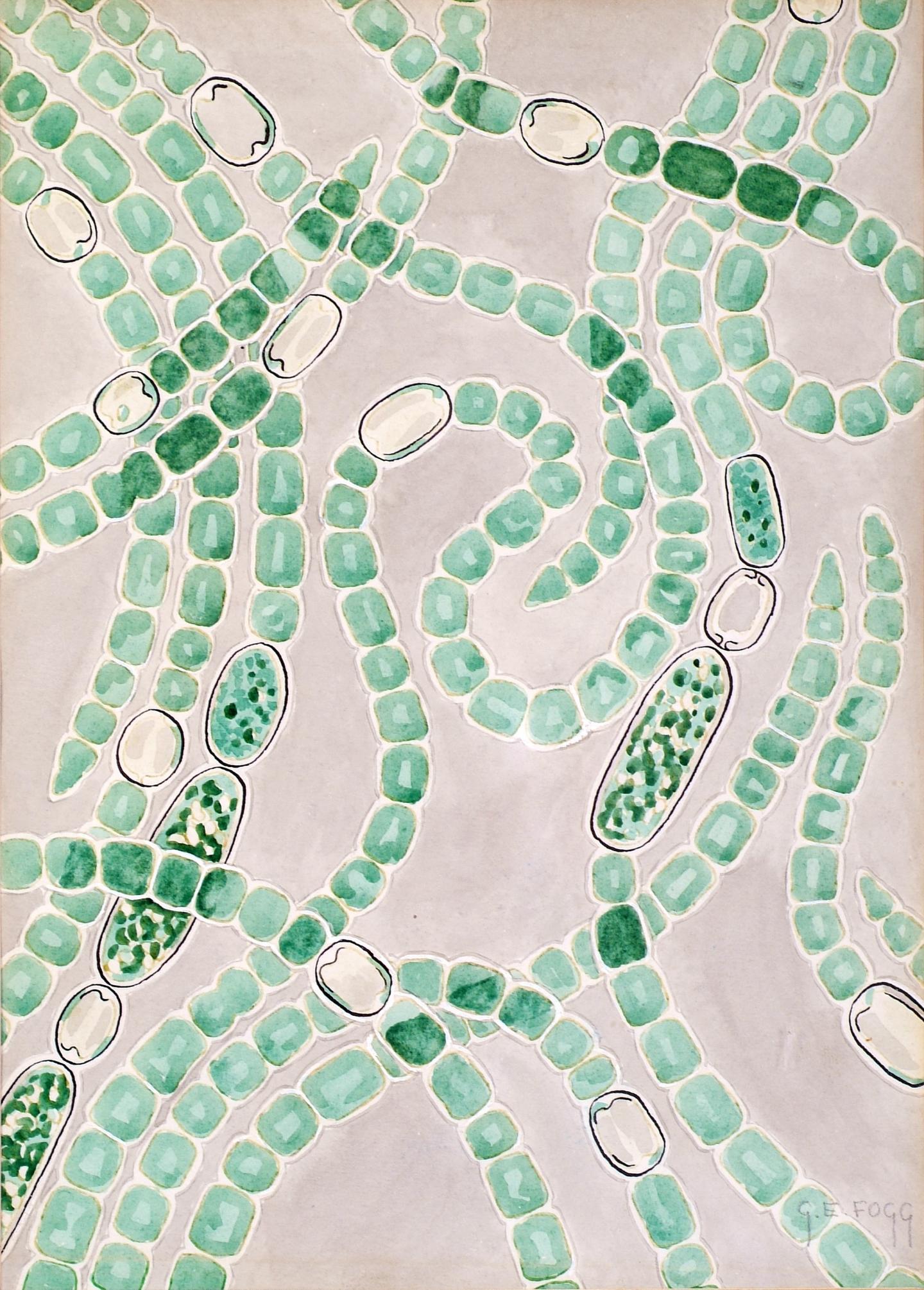 <i>Anabaena cylindrica</i>