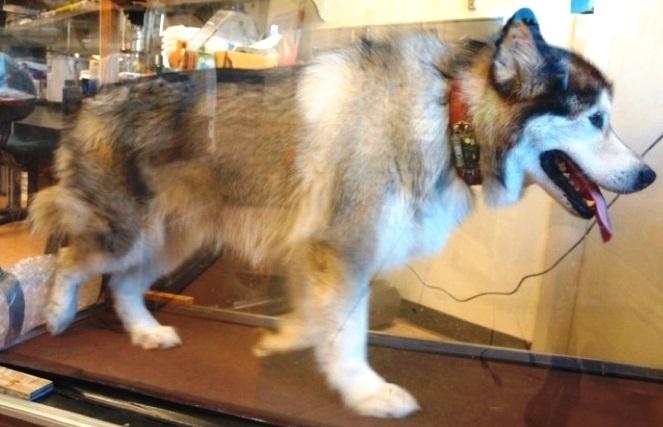 Animals Were Trained to Exercise at Various Speeds on a Treadmill Within A Plexiglass Metabolic Cham