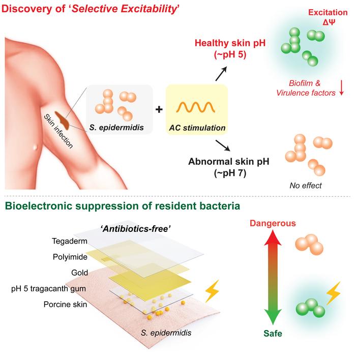 Graphical Abstract of Discovery of 'Selective Excitability'