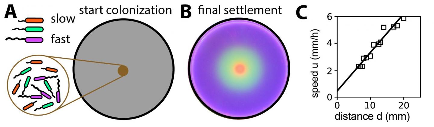 Successful Colonization of Different Habitats Depend on the Population's Expansion Speed and Growth 
