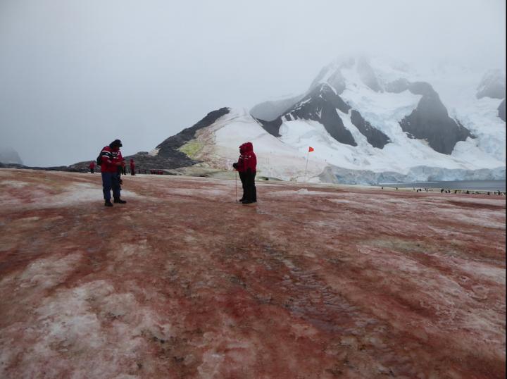 Red and green snow algae [IMAGE] EurekAlert! Science News Releases