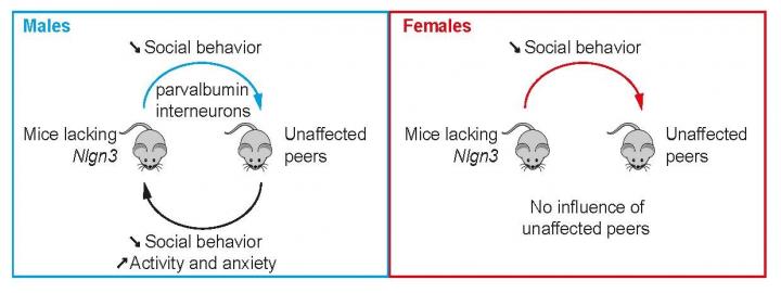 Male and Female Mice Lacking Neuroligin-3 Modify the Behavior of Their Wild-Type Littermates
