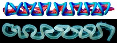 Graphical Simulation of Gut Coiling
