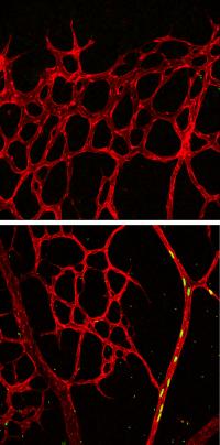 Notch Activation Leads Tip Cells to Arteries