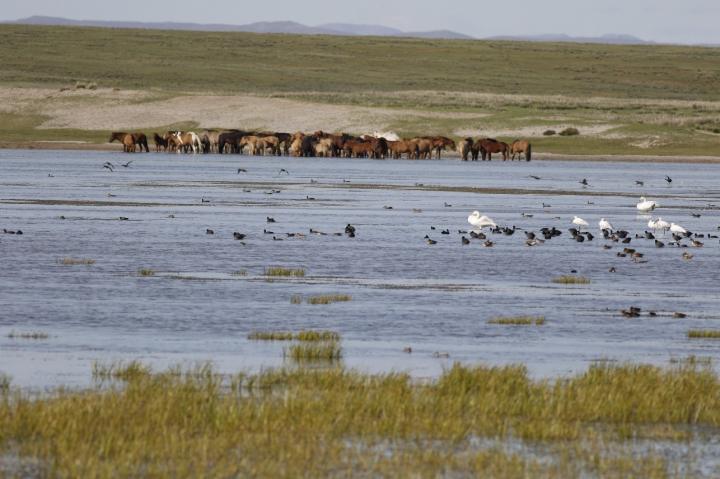 Why Asian Horses Don't Get Sick with the Flu