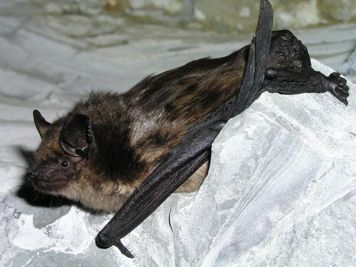 Photo of a serotine bat