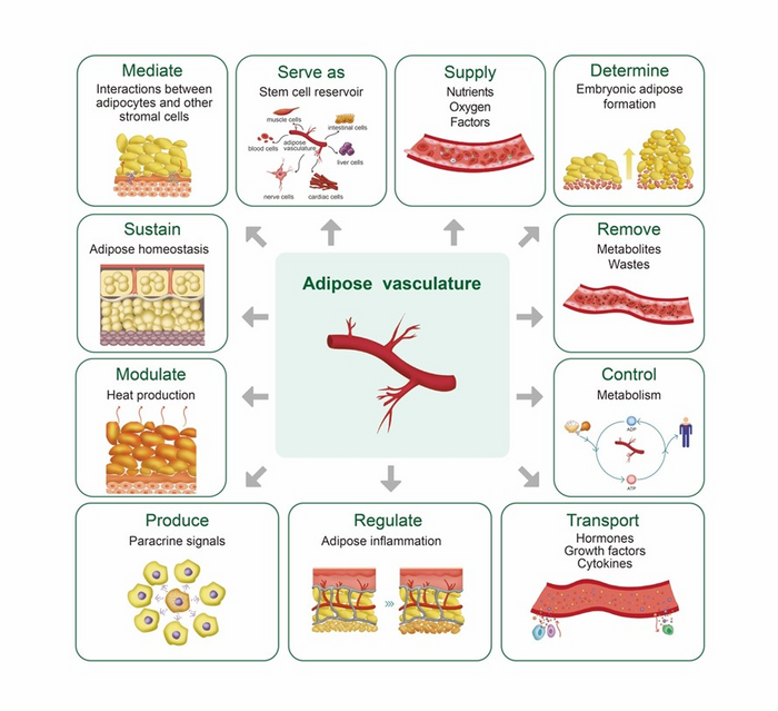 Different functions of the blood vessels surrounding adipose cells