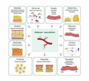 Different functions of the blood vessels surrounding adipose cells