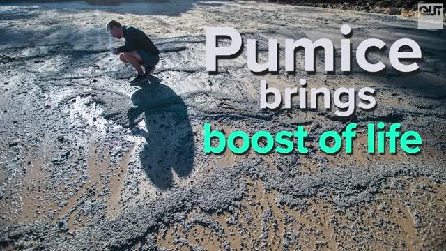 Pumice Brings Boost of Life