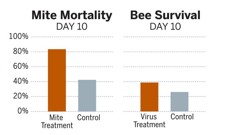 Mite Mortality and Bee Survival