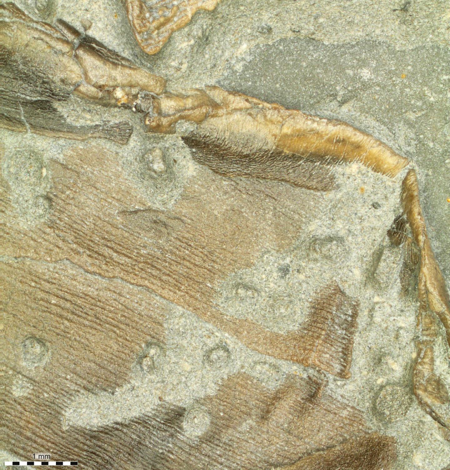 fossilized skin