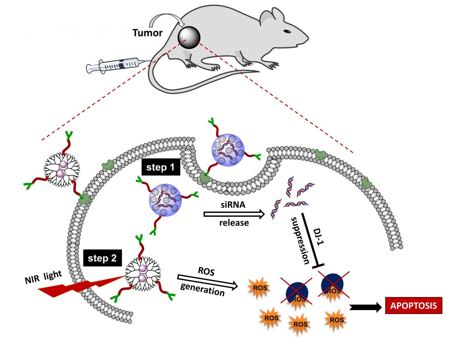 Photodynamic Cancer Therapy