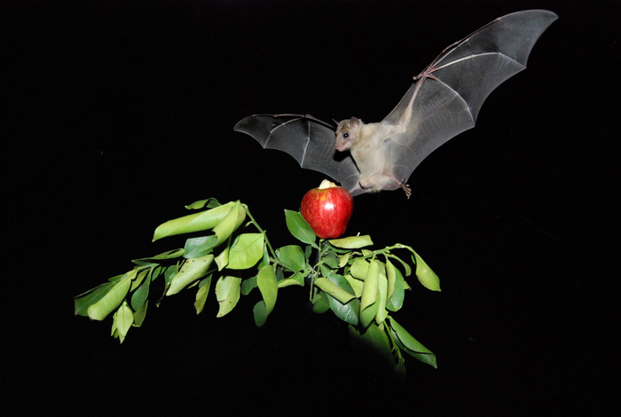 Fruit Bat at Night time.