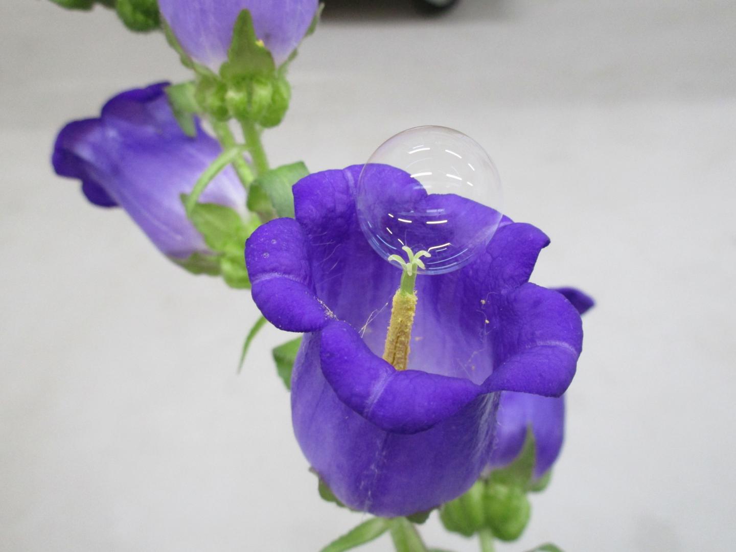 Soap Bubble Pollinating a Flower