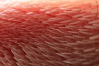 Surface of a Cat's Tongue