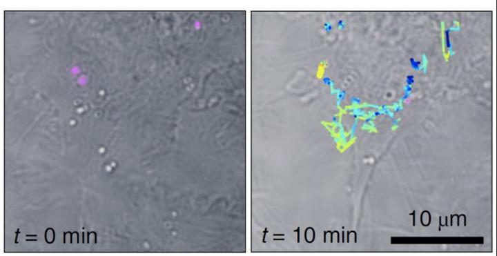 Tracking of Live-cell SERS individual particles