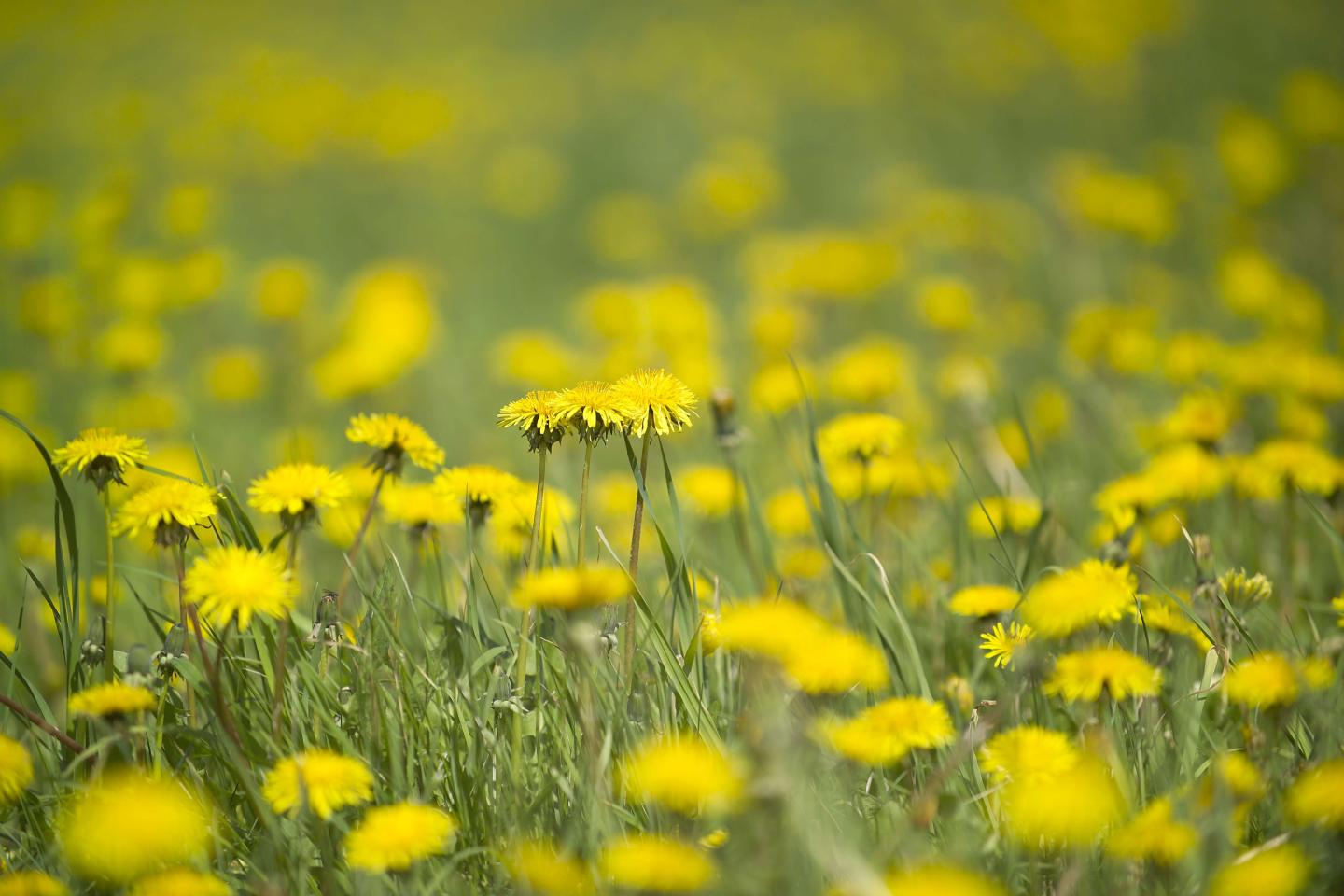 Common Dandelion (<i>Taraxacum officinale</i>) (1 of 2)