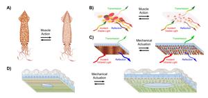 Squid-Inspired Fabric for Temperature-Controlled Clothing