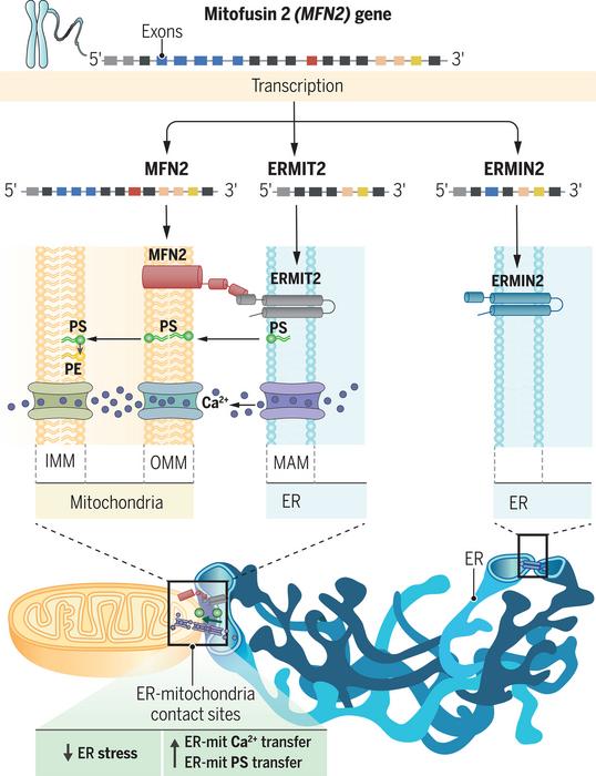 Mitofusina 2