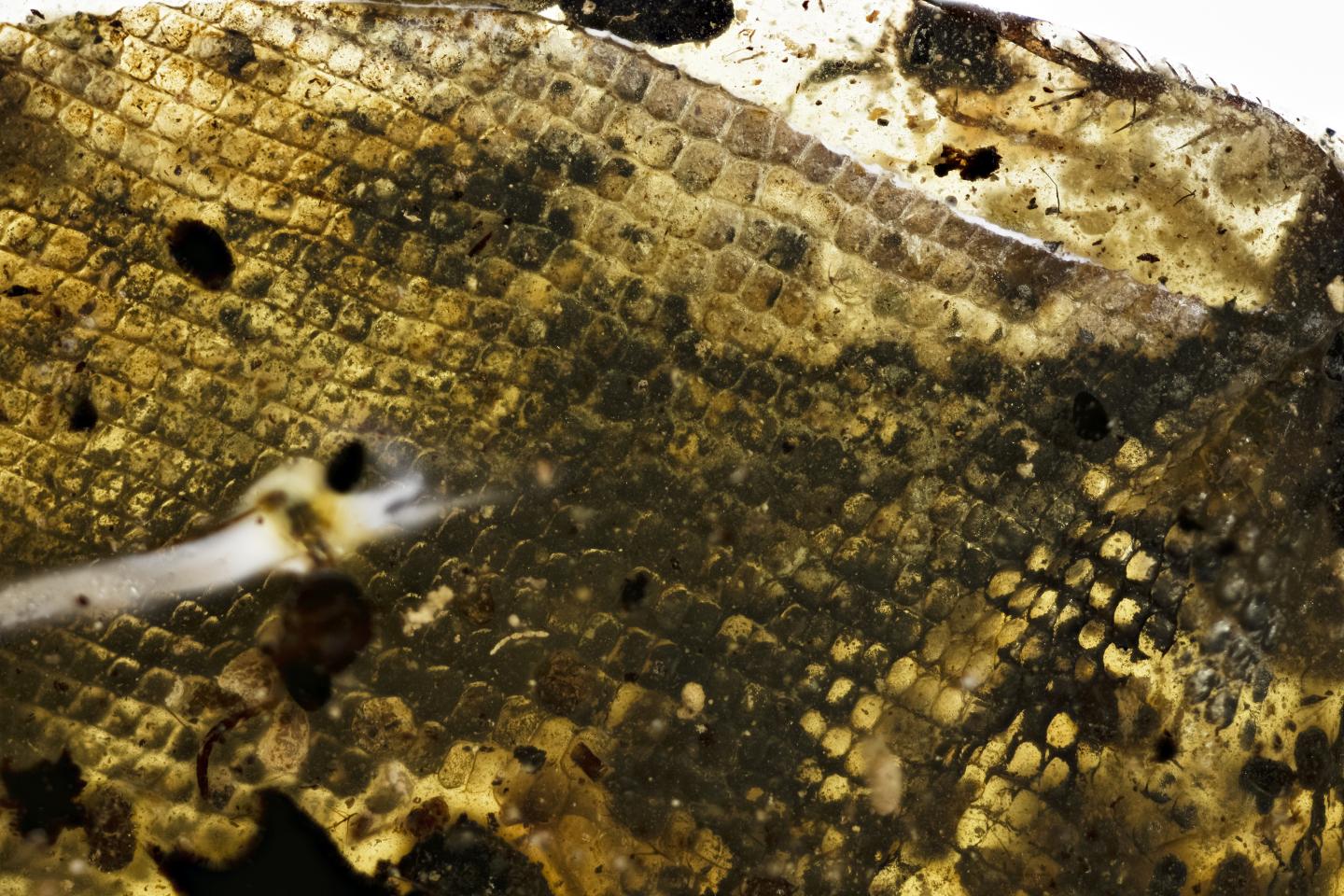 Oldest Baby Snake Fossil Found Preserved in Myanmar Amber (7 of 12)