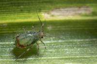 Aphid-2
