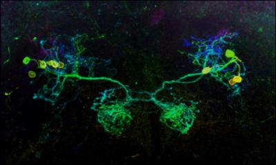 Dopamine-Releasing Neurons