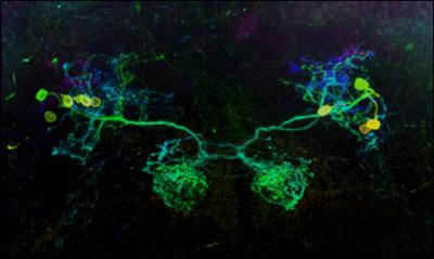 Dopamine-Releasing Neurons