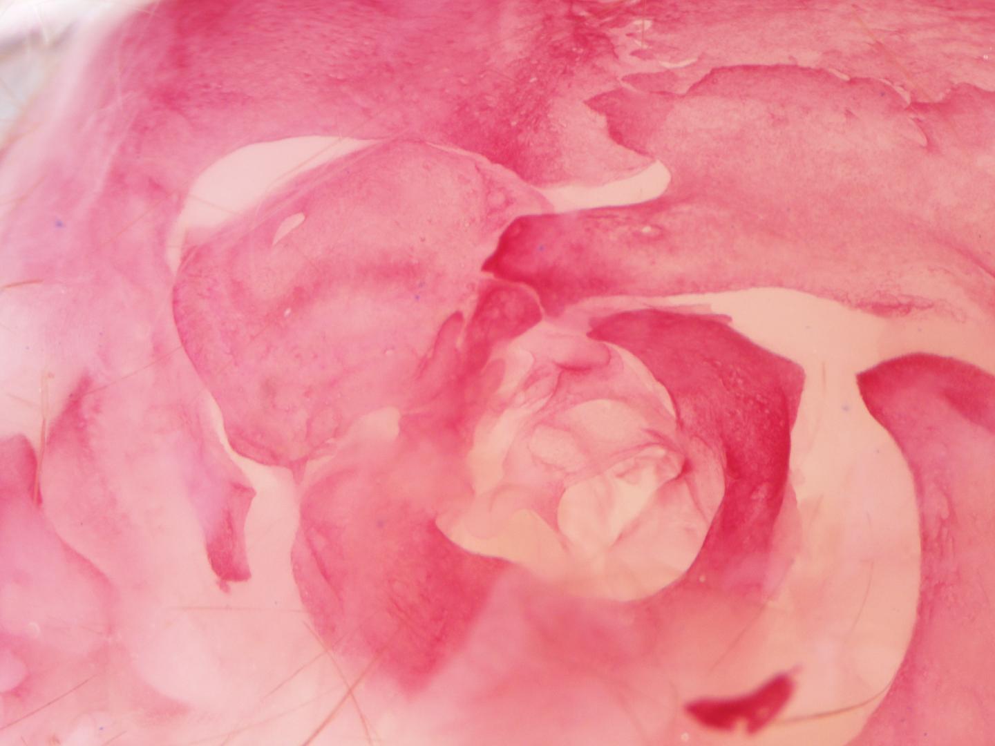 A Window into the Mammalian Middle Ear