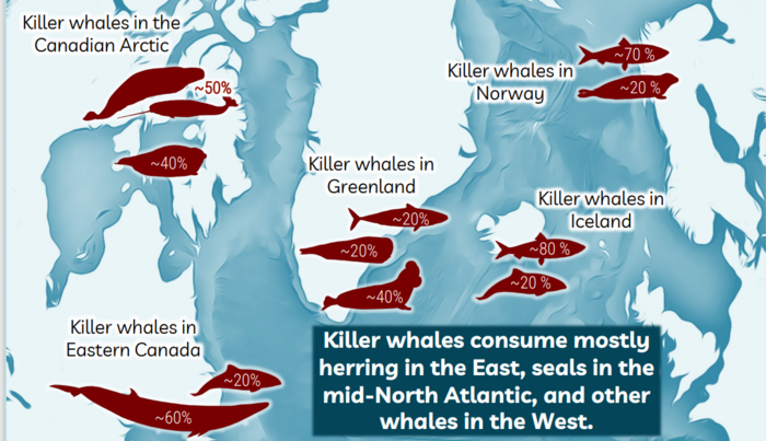 What Orcas eat varies [IMAGE] | EurekAlert! Science News Releases