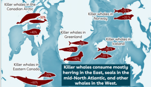 What Orcas eat varies