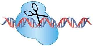 A New Bioinformatics Tool MHcut