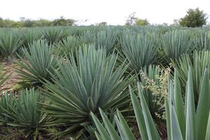 Brazilian researchers work to transform agave into the ‘sugarcane of the sertão’