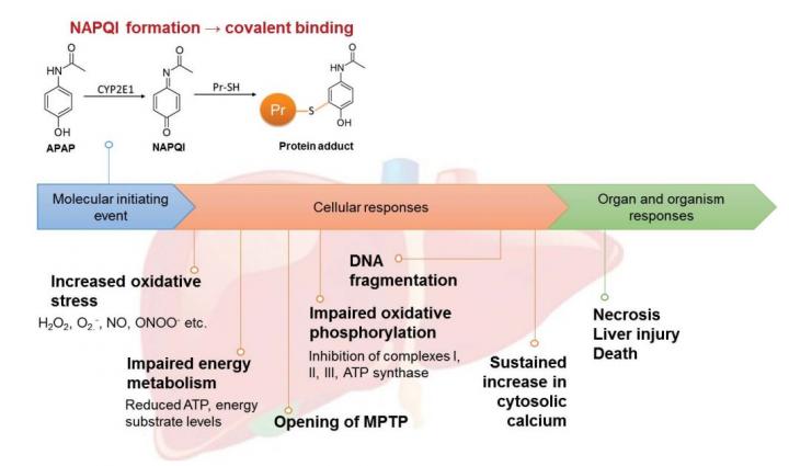 How a Common Drug Causes Liver Failure