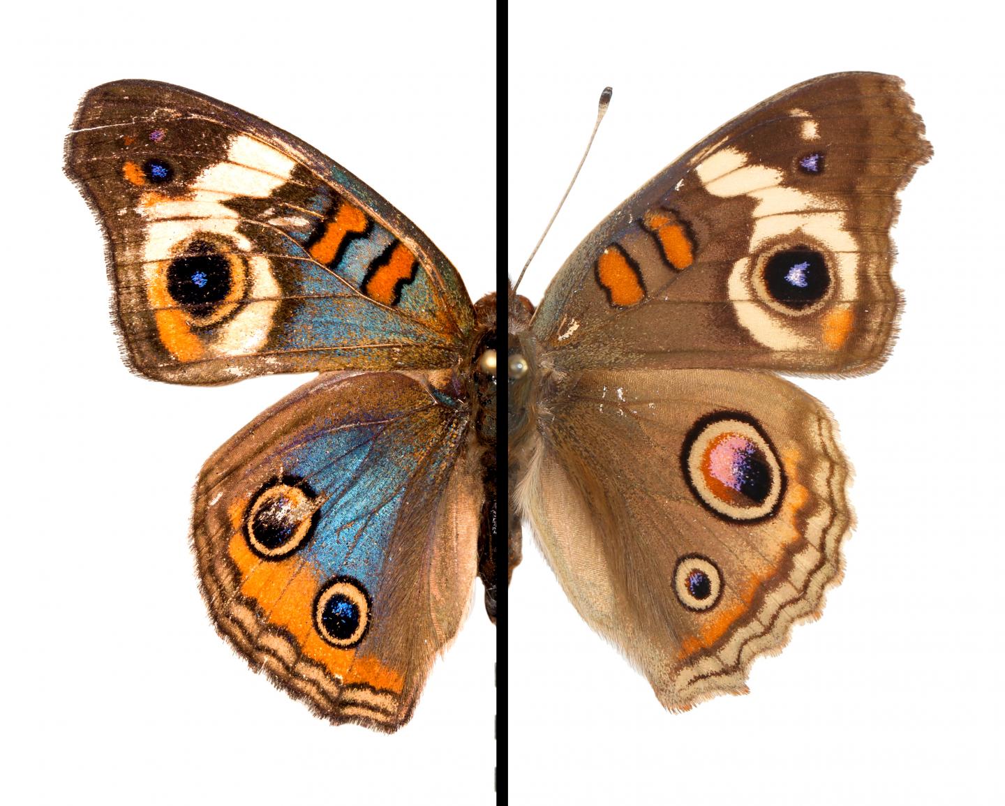 buckeye butterfly