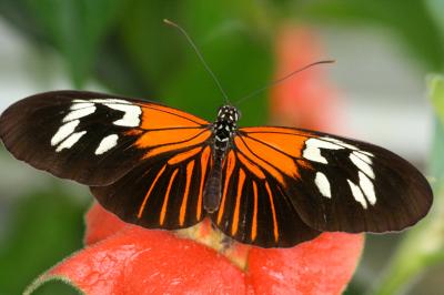 Single Gene Tied to Butterfly Mimicry (2 of 6)