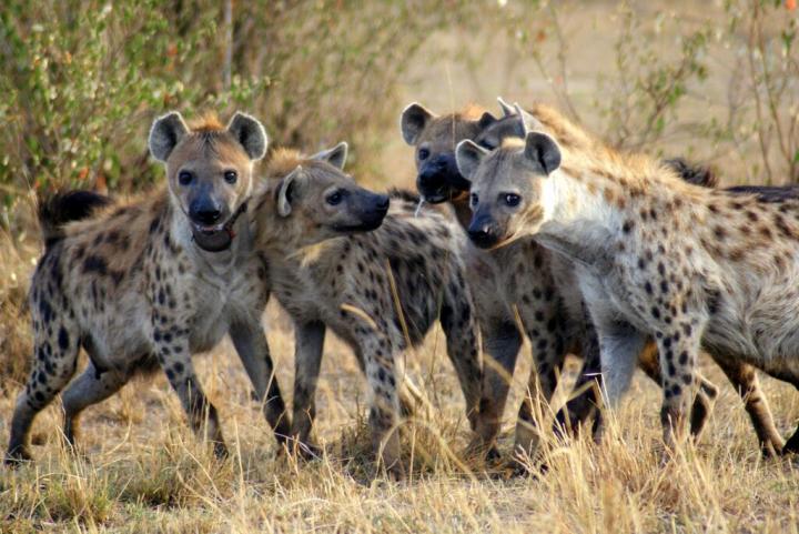 Spotted Hyenas in Kenya