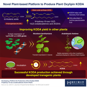 Novel Plant-based Platform to Produce Plant Oxylipin KODA