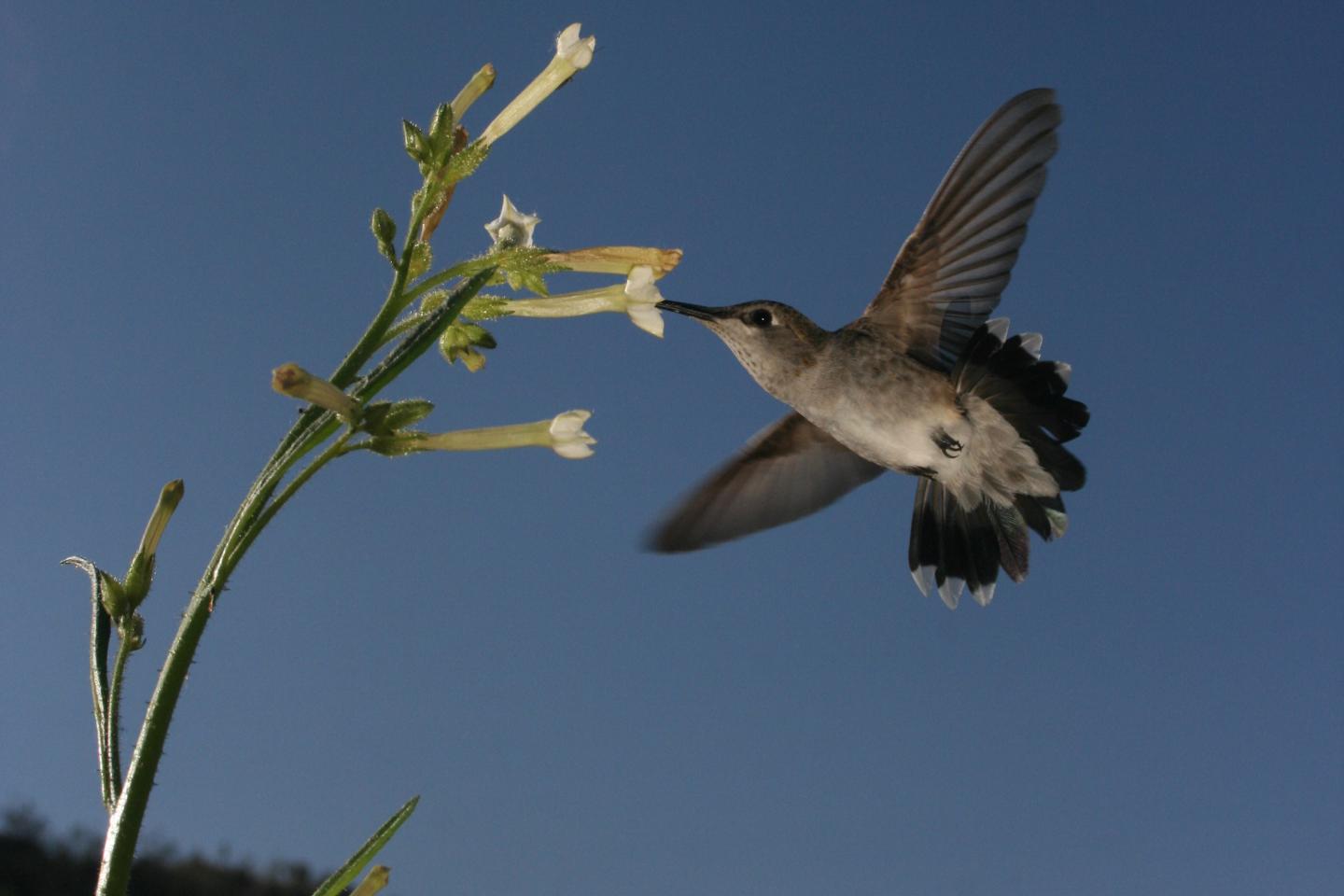 <I>Archilochus alexandri</I>