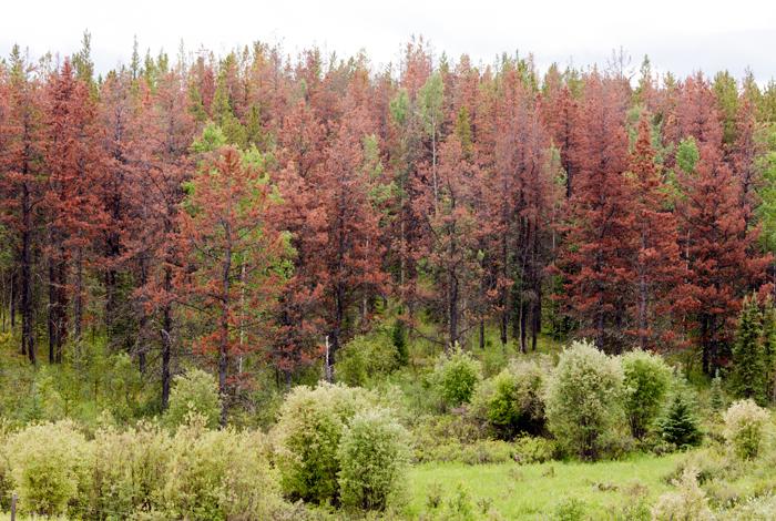 Study Confirms Beetles Exploit Warm Winters to Expand Range