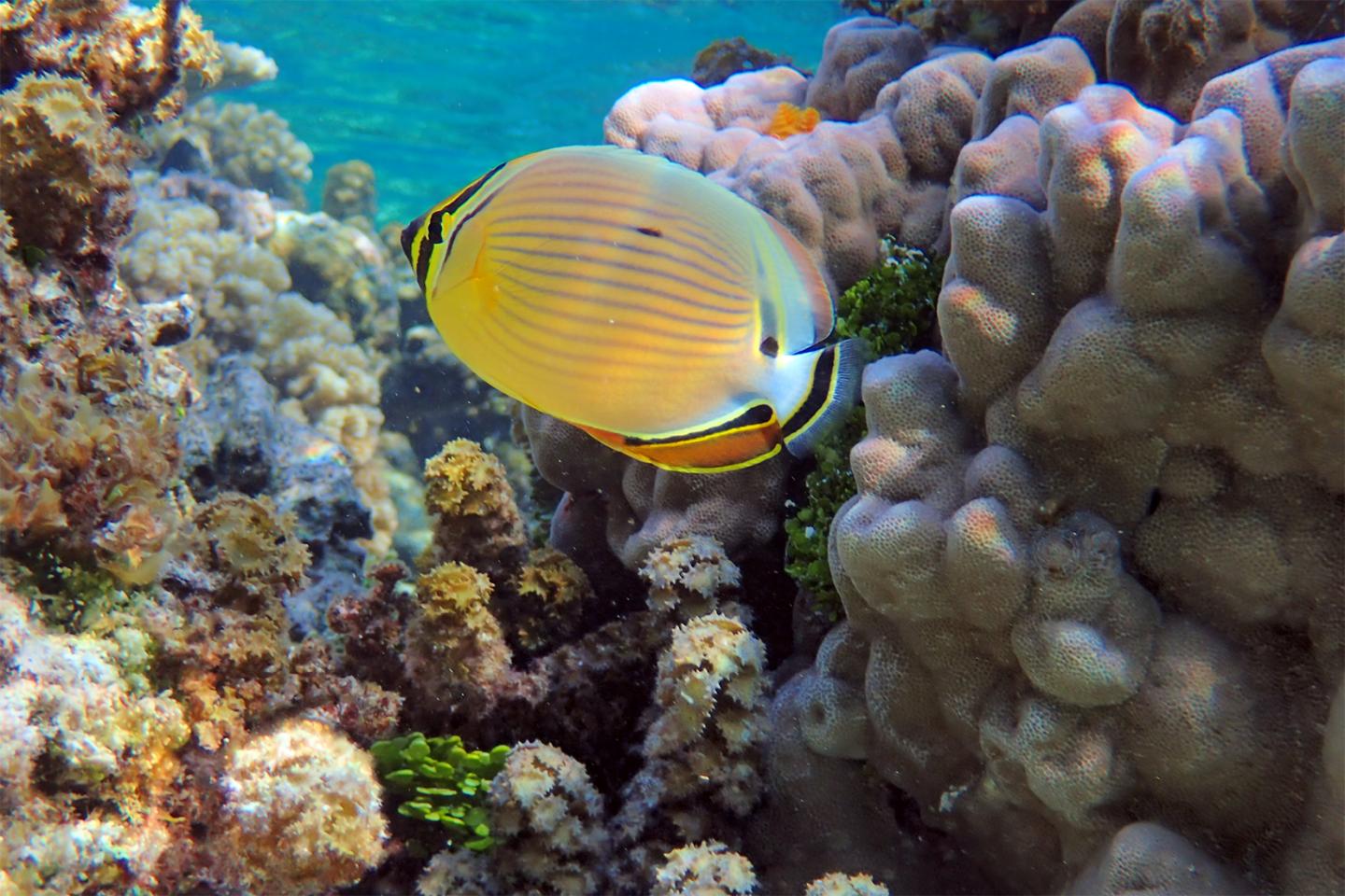 Chaetodon lunulatus in Mo'orea