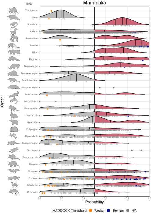 Mammal species with a stronger HADDOCK binding strength are more likely able to become infected with COVID-19 and spread the virus to other animals.