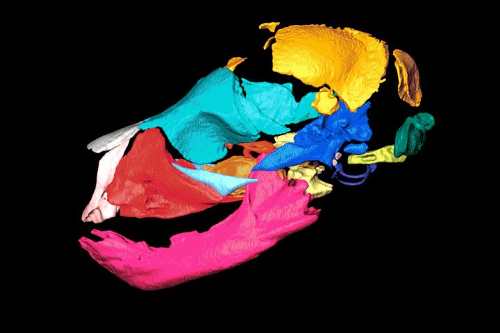 Micro-CT Scan of Giant Panda Skull at Birth