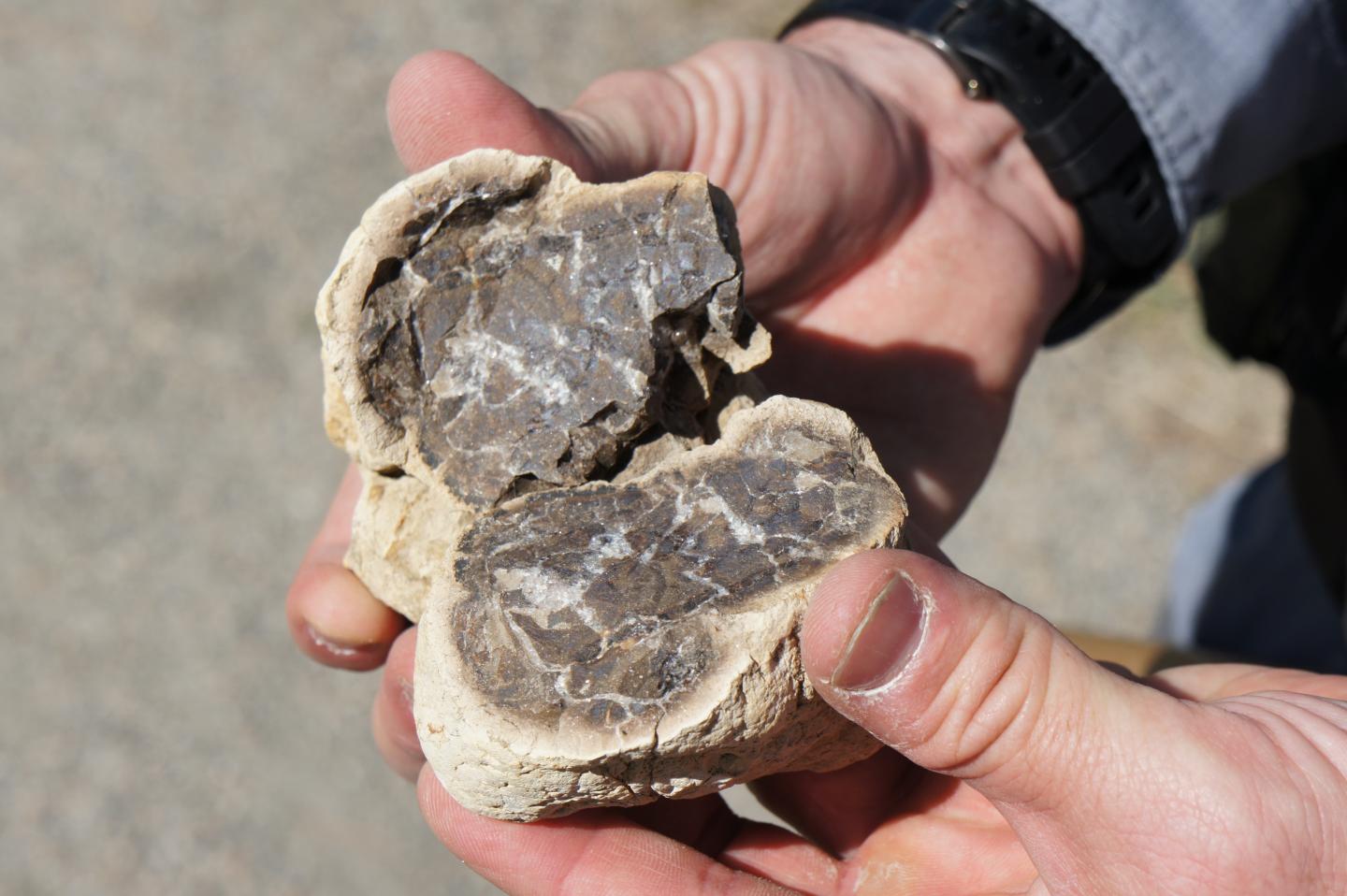 New Colorado Fossil Record Documents Life S R Eurekalert