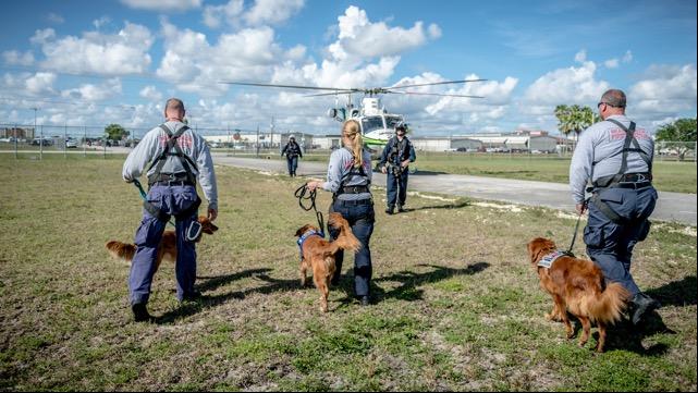 Search and Rescue Dogs Being Loaded into a Helicopter